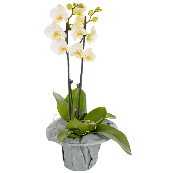 White orchid in a pot