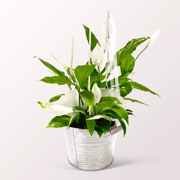 Big Peace Lily