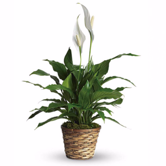 Flower Bouquet Melodie