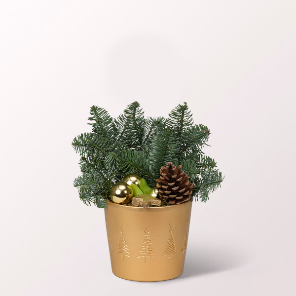 Red Amaryllis in a Pot