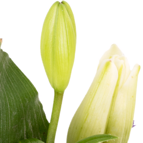 Trauerkranz in Weiß und Lila