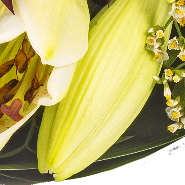 Liegestrauß in Weiß und Rot