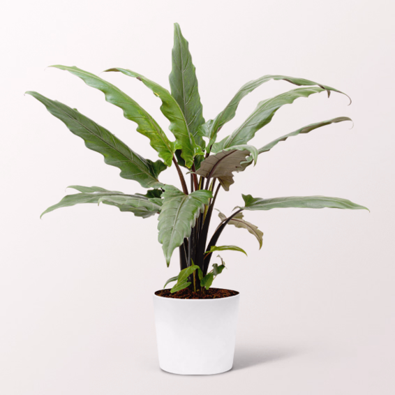 Pfeilblatt (Alocasia Lauterbachiana)