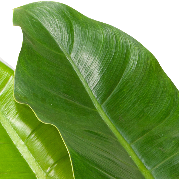 Philodendron Imperial Green