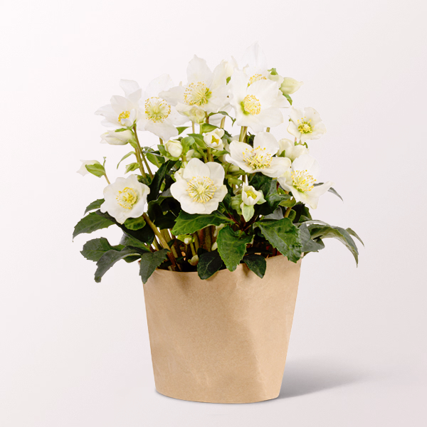 Bisher verschickte Pflanzen