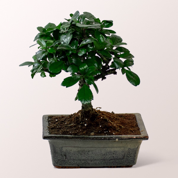 Bonsai Carmona Fukientee