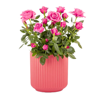 Rosa Rose im Keramiktopf