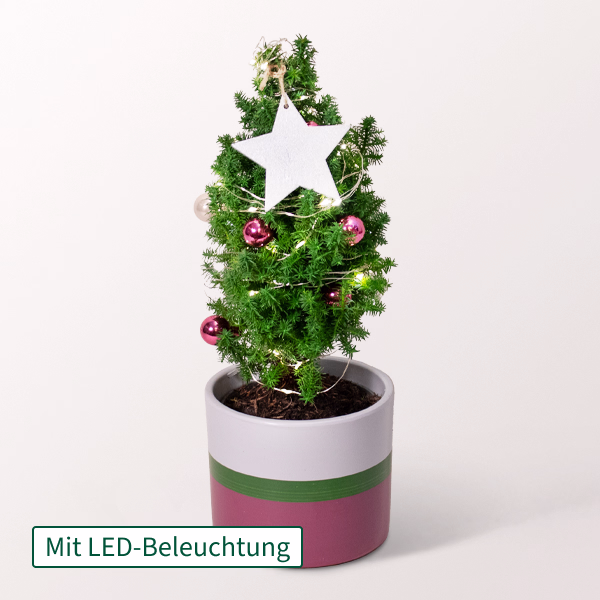 Weihnachtsbaum Sweet Christmas mit Lichterkette