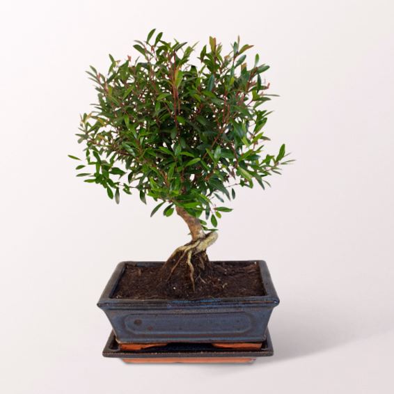 Bonsai Syzygium