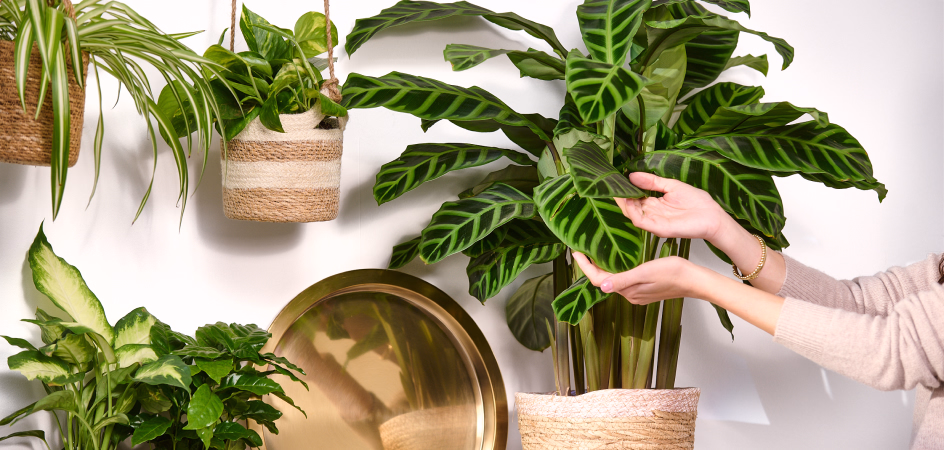 Vorschau auf das Pflanzensortiment