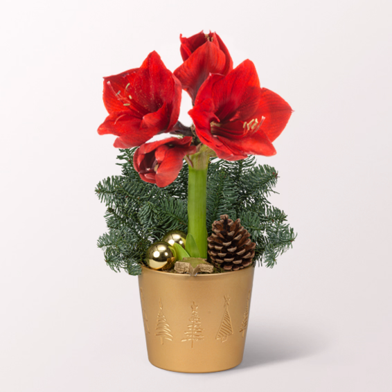 Red Amaryllis in a Pot