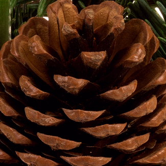 Red Amaryllis in a Pot