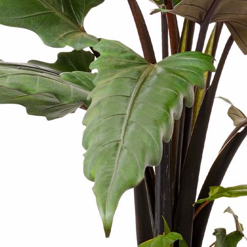 Arrow Leaf (Alocasia Lauterbachiana)