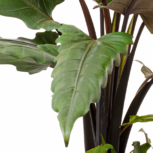 Arrow Leaf (Alocasia Lauterbachiana)