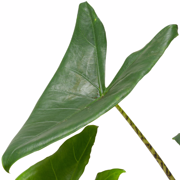Pfeilblatt (Alocasia Zeberina)