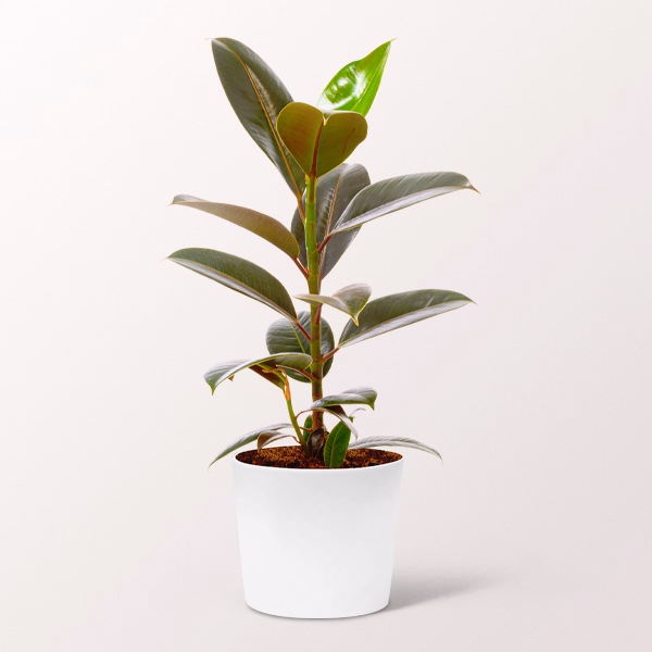 Gum Tree (Ficus Elastica Robusta)