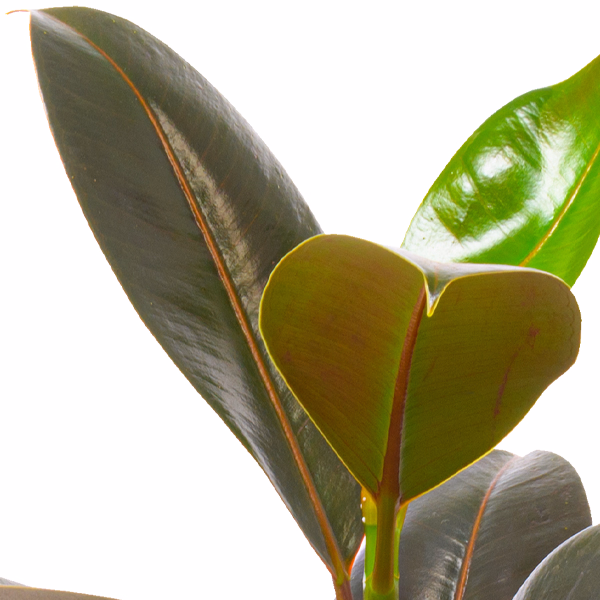 Gum Tree (Ficus Elastica Robusta)