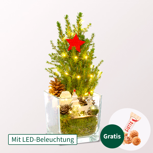 Weihnachtsbaum Weihnachtsstimmung mit Lichterkette & mit Ferrero Giotto 3er