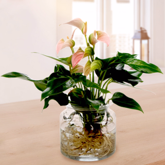 Waterplant Anthurie Jolie Peach