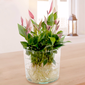 Waterplant Anthurie Lilli Lilli