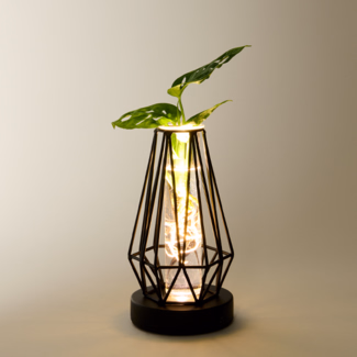 Water Plant Monstera in Metal Vessel