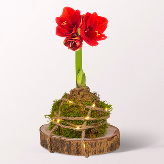 Red Amaryllis Arrangement