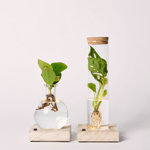 2er-Set Waterplants mit LED-Lichtern