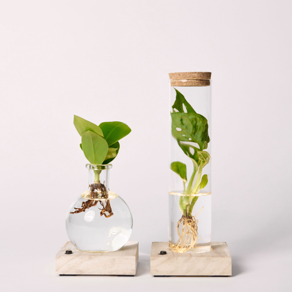 2er-Set Waterplants mit LED-Lichtern