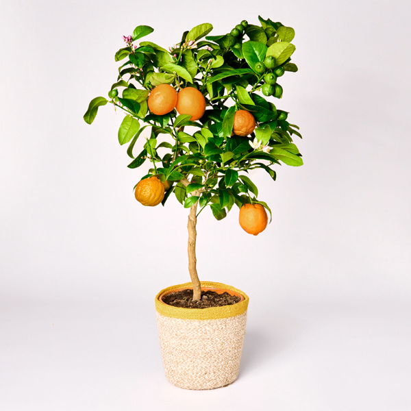 Orange tree