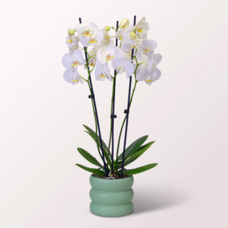 Weiße Orchidee im Bubbly-Topf