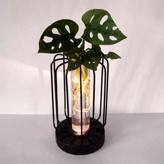 Water Plant Monstera in Round Metal Vessel