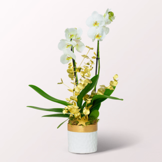 White Orchid in a Elegant Pot