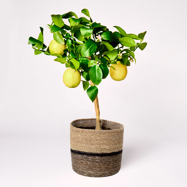 Lemon Tree