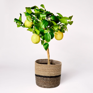 Lemon Tree