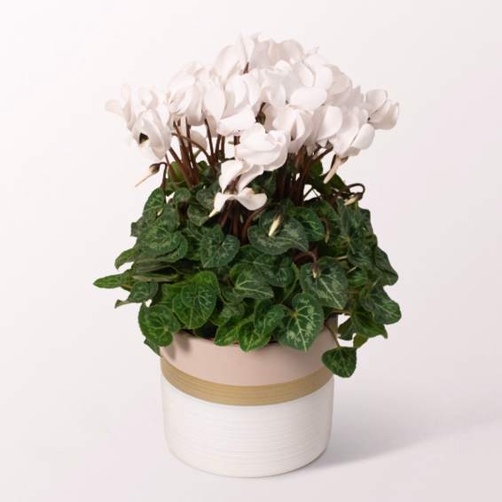 White Christmas Cyclamen