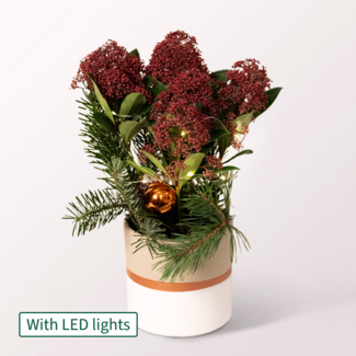 Red Christmas Skimmia with X-Mas lights