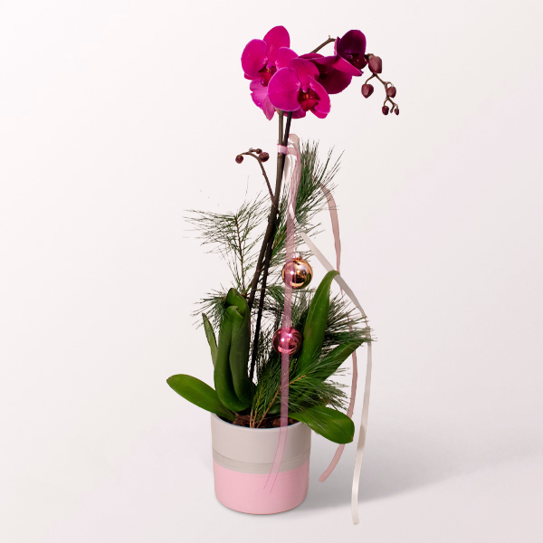 Festliche Schmetterlingsorchidee