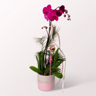 Festive Butterfly Orchid