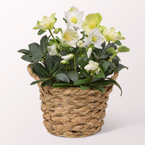 Arrangement Schneeglück