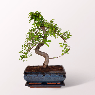 Bonsai Zelkova