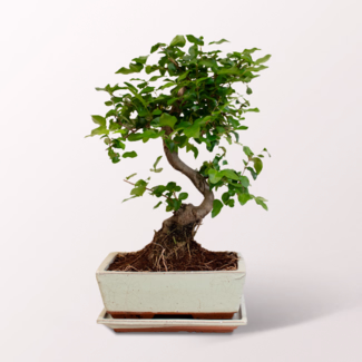Großer Bonsai Ligustrum