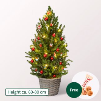 X-Mas Tree Weihnachtsmärchen with X-Mas lights & with 3 Ferrero Giotto