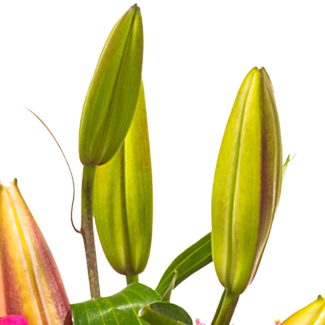 Sympathy Wreath with pink lilies