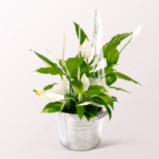 Big Peace Lily