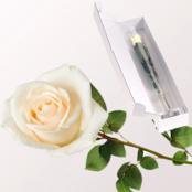 White Fairtrade premium rose in quality gift box