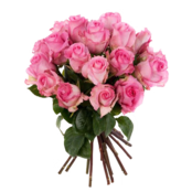 Pink Roses in a bunch