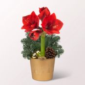 Red Amaryllis in a Pot
