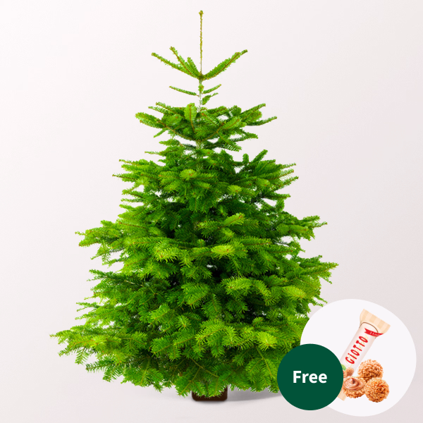 Real Nordmann Christmas Tree in 2 sizes with 3 Ferrero Giotto