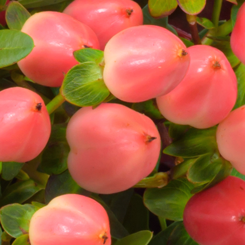 Blumenstrauß Wintermorgen mit Vase & Ferrero Giotto 3er