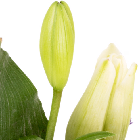 Sympathy Wreath in white and lilac